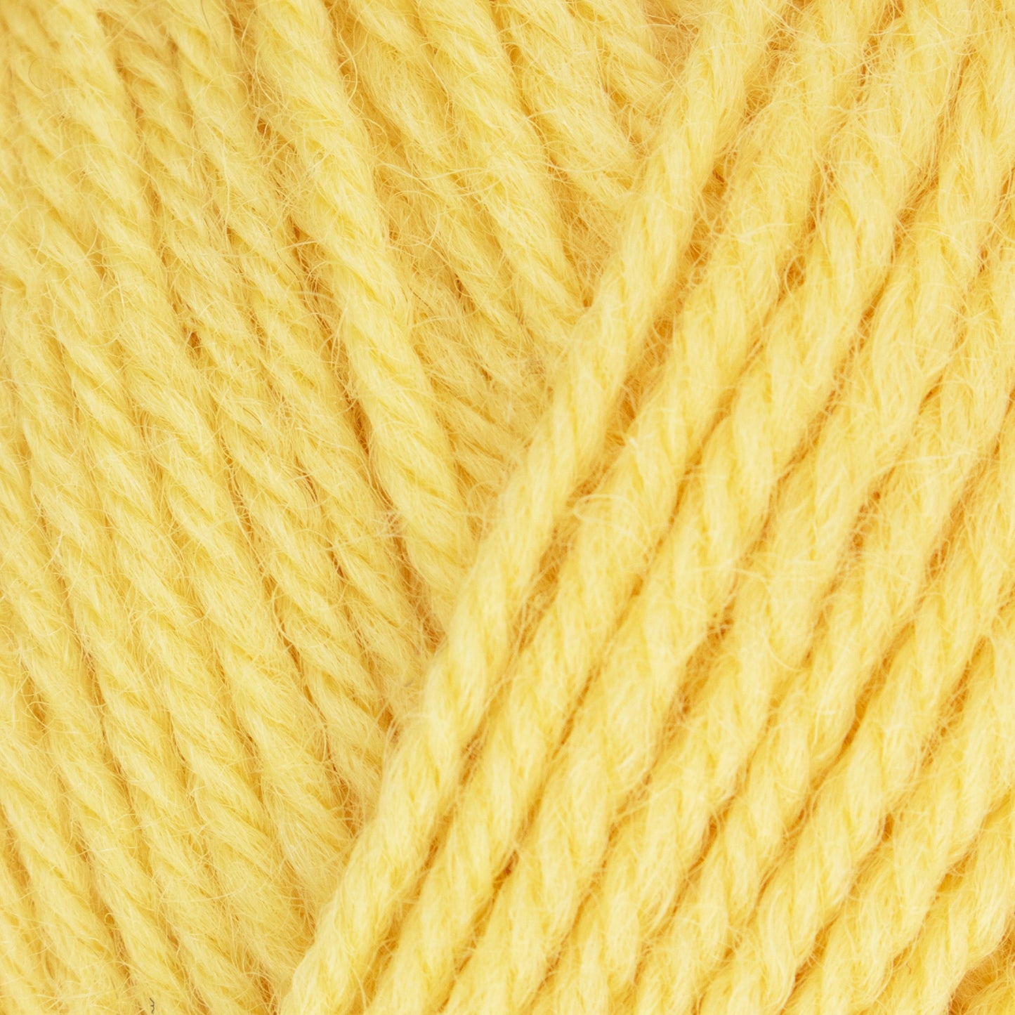 Morris DK - Daffodil